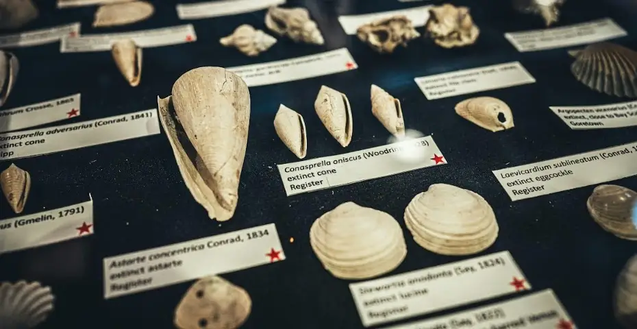 Sea Shell Museum